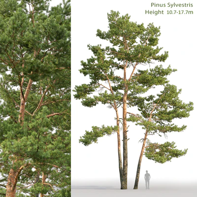Pine — Ver 1