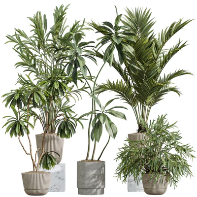 AV Indoor Plants Set 396 Dypsis Lutescens and Ficus Cyathistipula and Cyara Areca Palm — download