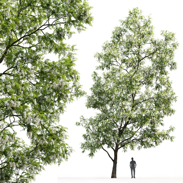 White Acacia | Robinia Pseudoacacia # 3 (14.6m) — Descargar
