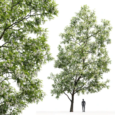 White Acacia | Robinia Pseudoacacia # 3 (14.6m) — Ver 2