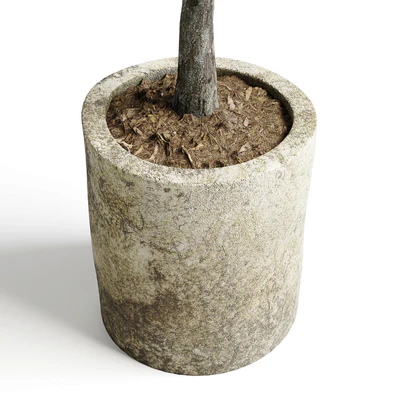 Collection outdoor plant 65 pot old olive tree concrete old vase corona — Ver 2