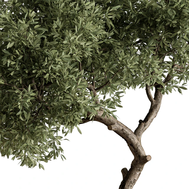 Indoor Plant 573 -Tree in Pot — Descargar