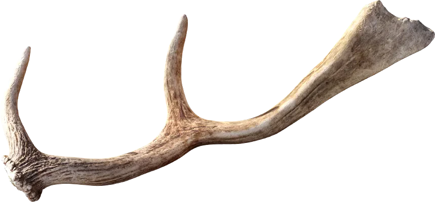 deer antlers 001 — Скачать
