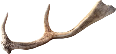 deer antlers 001 — Скачать