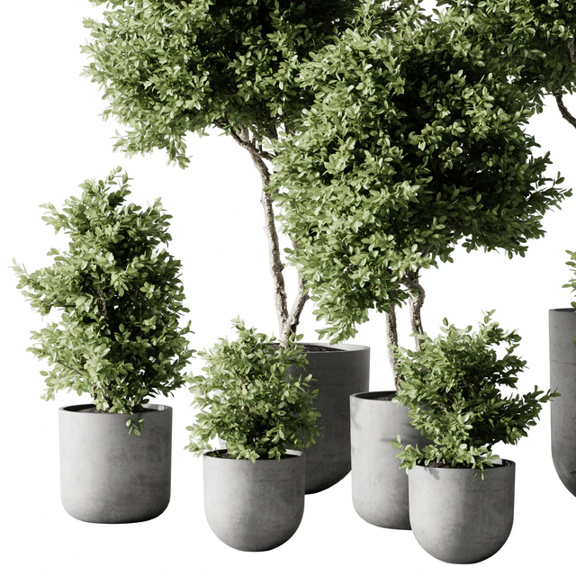 Indoor Plant 2 — Descargar