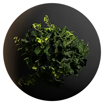 ivy 003 — Скачать