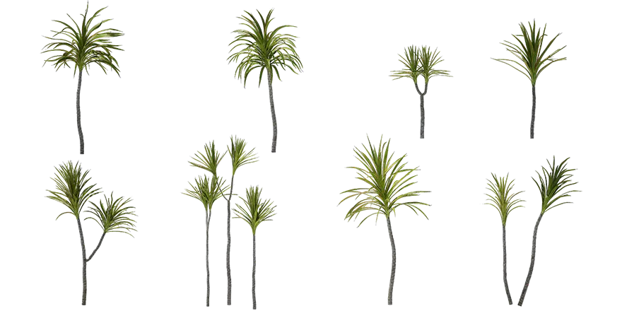 dragon tree 001 — Скачать
