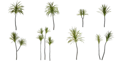 dragon tree 001 — Скачать