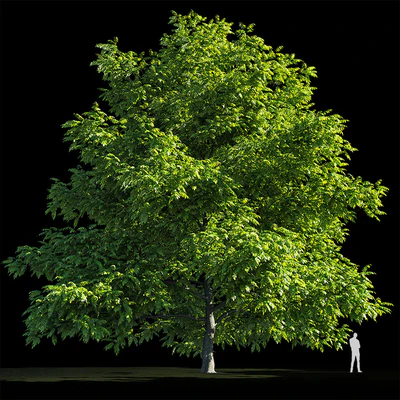 Орех маньчжурский (Juglans mandshurica) — Вид 2