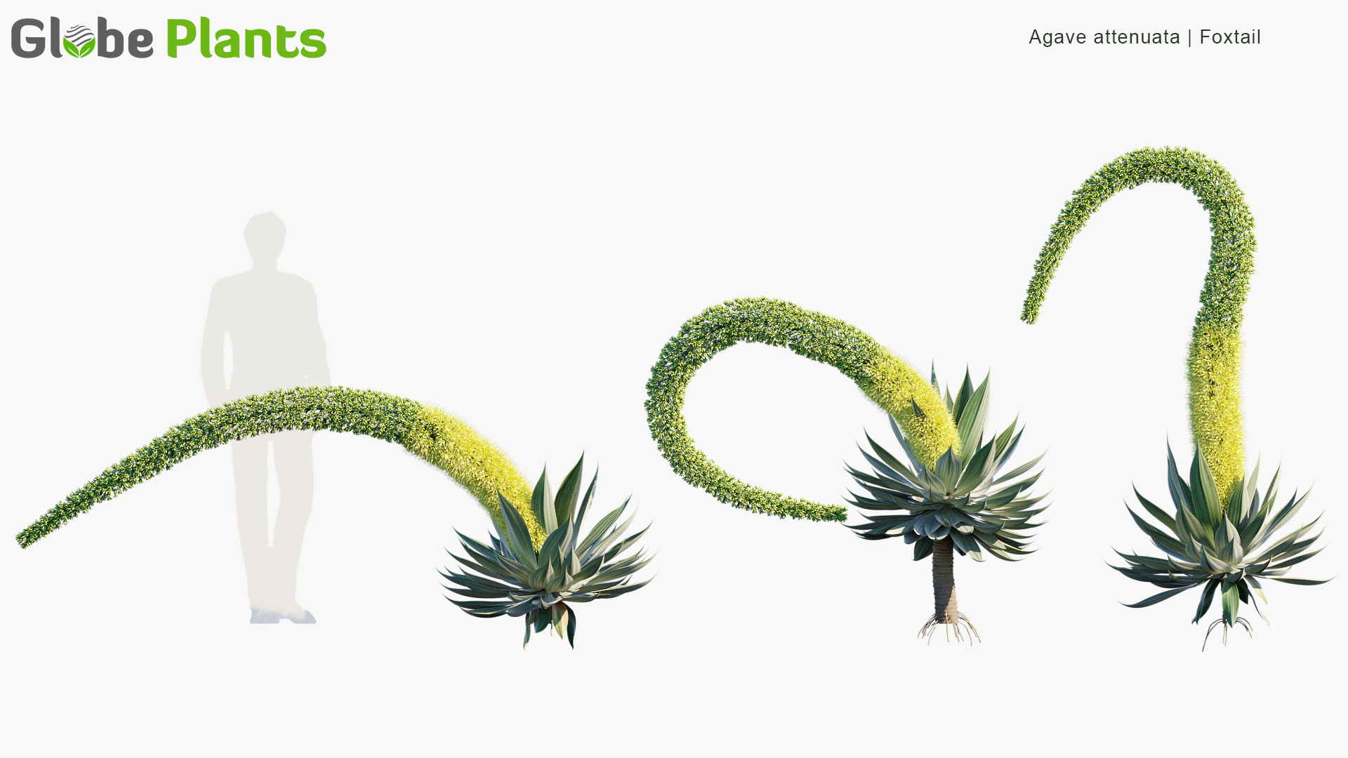 agave attenuata — Download