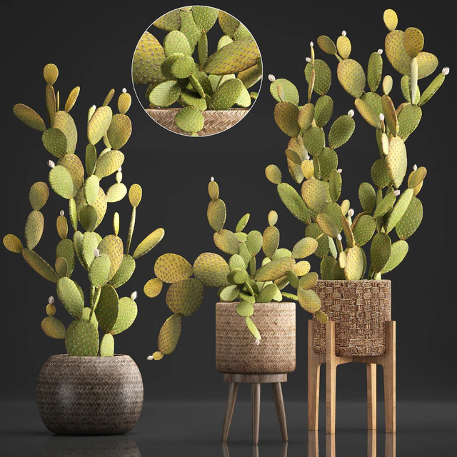 Plant Collection 375. Cactus set. cacti, basket, rattan, prickly pear, indoor cactus, Prickly pear, eco style, design, natural materials — Descargar