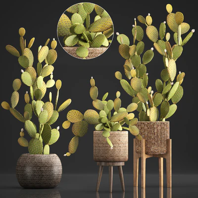 Plant Collection 375. Cactus set. cacti, basket, rattan, prickly pear, indoor cactus, Prickly pear, eco style, design, natural materials — Ver 1