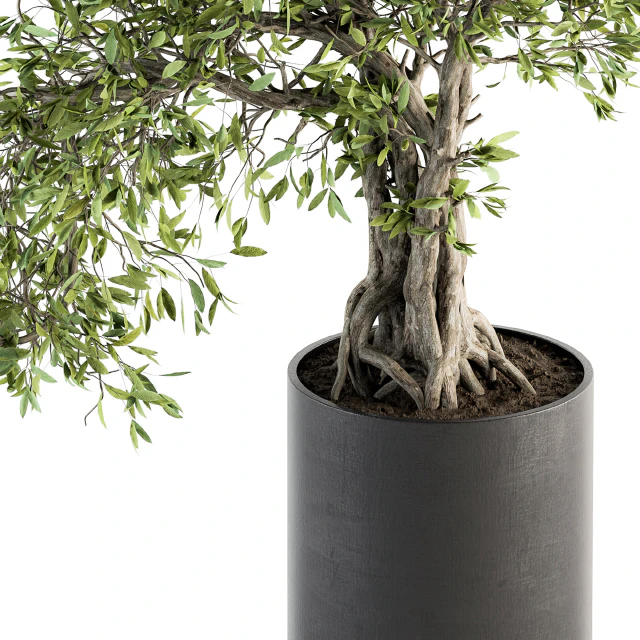 indoor Plant Set 207 - Big Bonsai in pot — Download
