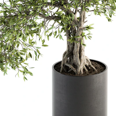 indoor Plant Set 207 - Big Bonsai in pot — View 2