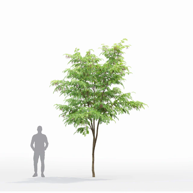 Robinia — Descargar