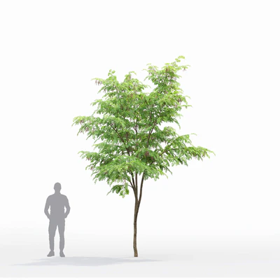 Robinia — Ver 3