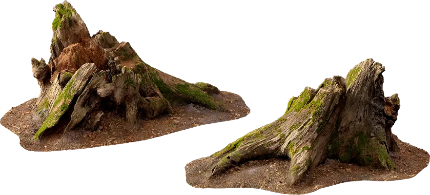 old tree stump 002 — Descargar
