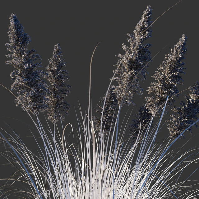 Cortaderia dioecious / Cortaderia selloana — Descargar
