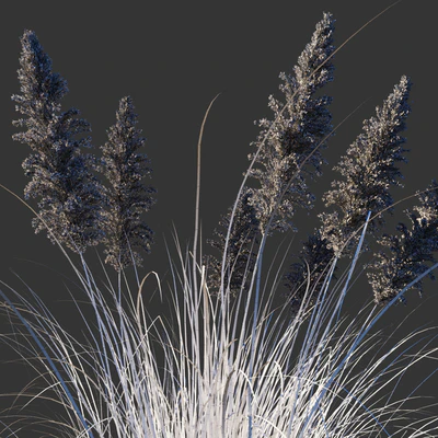 Cortaderia dioecious / Cortaderia selloana — Ver 3