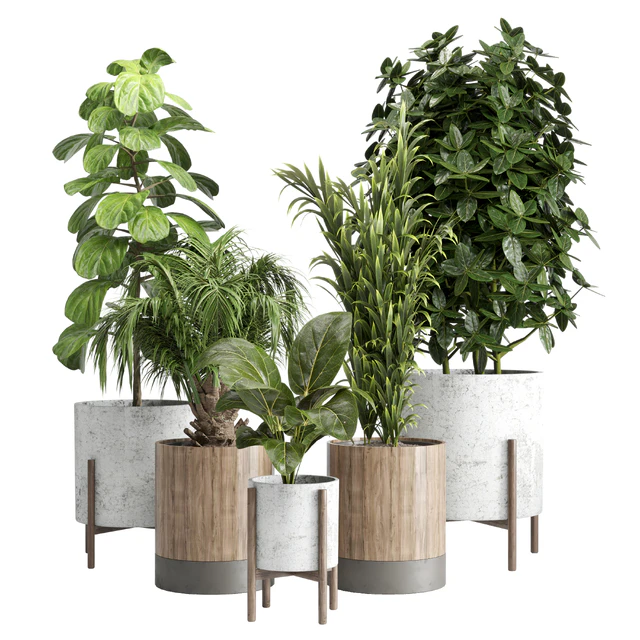 Indoor plant 20 — Скачать