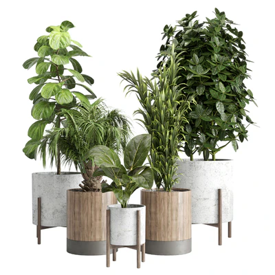 Indoor plant 20 — Вид 1