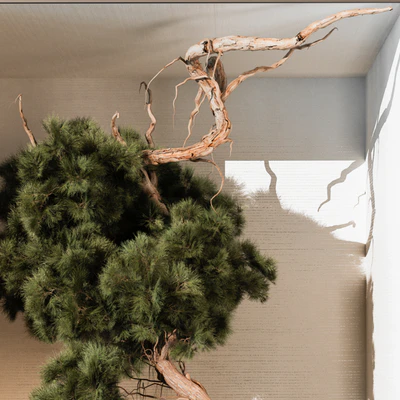 indoor Plant 252 — Вид 3