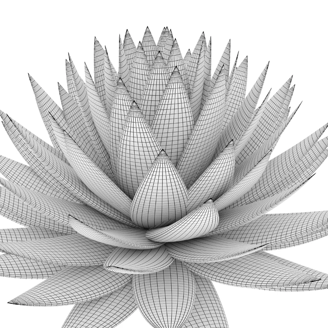 Agave plant — Скачать