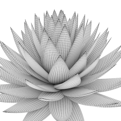 Agave plant — Вид 2