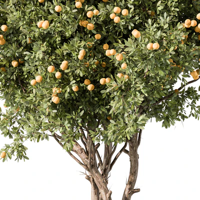 Lemon Tree Set 117 — Вид 3