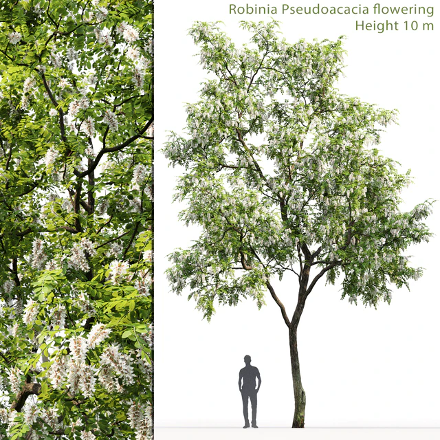 Robinia — Скачать