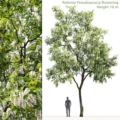 Robinia — Вид 1