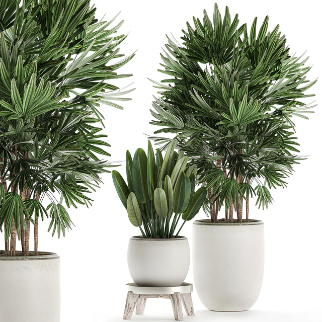 Beautiful small lush ornamental palm bushes in a white modern pot with strelitzia, Rhapis. Set 502. — Descargar