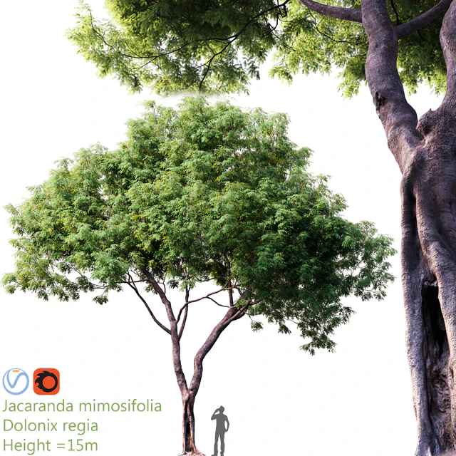 Jacaranda mimosifolia - Dolonix regia #1 — Скачать