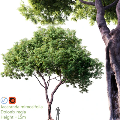 Jacaranda mimosifolia - Dolonix regia #1 — Вид 1