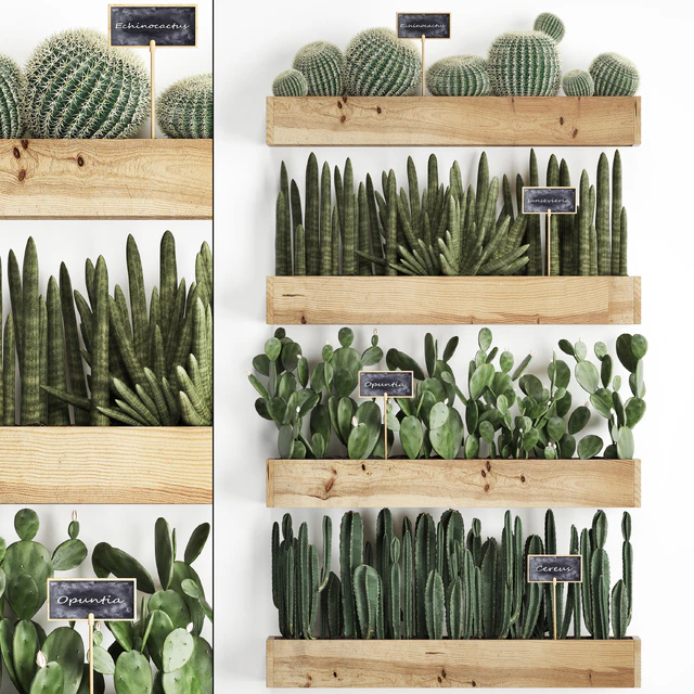 Vertical gardening. 42. Cacti, shelf with flowers, echinocactus, cereus, sansevieria, Prickly pear, Barrel cactus, eco design, plants, phytowall — Descargar