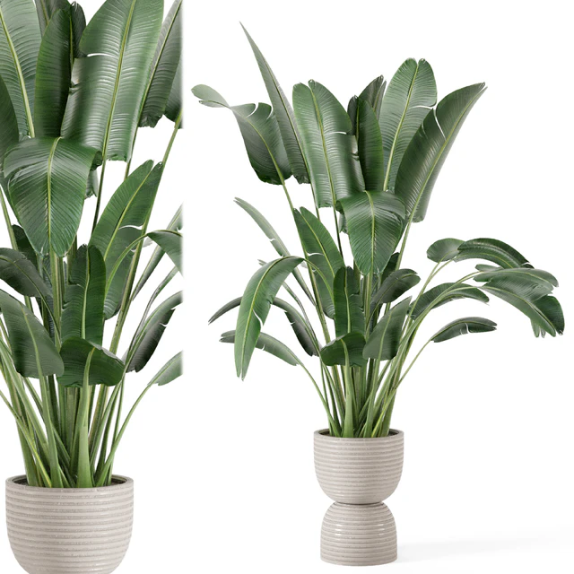 Indoor Plants  in rusty Concrete Pot - Set 298 — Скачать