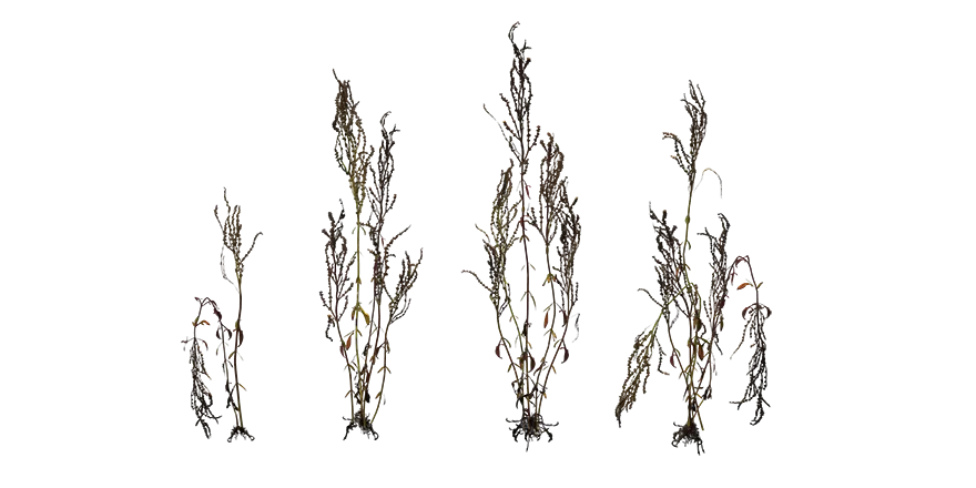 dockweed 001 — Скачать