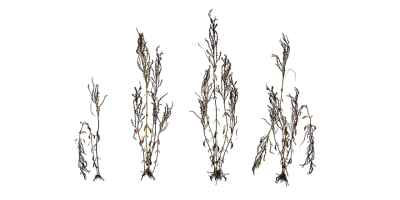 dockweed 001 — download