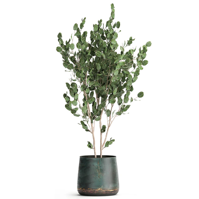 Collection of plants in outdoor metal rusty pots Tree, Banana palm, Ficus lyrata. Set 942. — Descargar