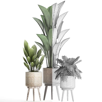 Plant Collection 428. basket, rattan, strelitzia, philodendron, palm grass, indoor plants, scandinavian style, eco design, natural decor — Ver 3