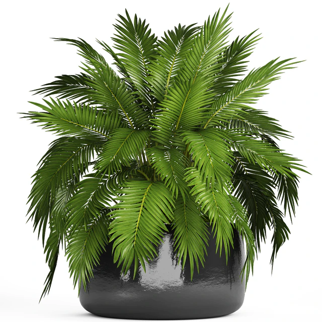 Chamaedorea cataractarum, Hamedorea, bush, palm tree, outdoor pot, flowerpot, leaves, cycas — Descargar