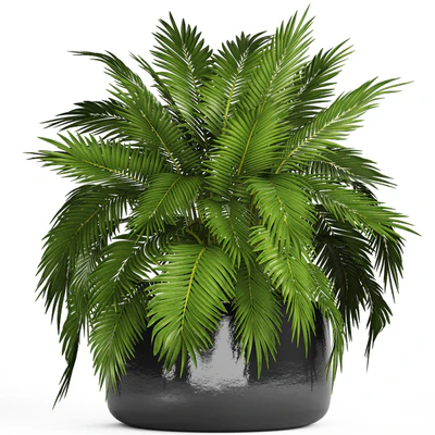 Chamaedorea cataractarum, Hamedorea, bush, palm tree, outdoor pot, flowerpot, leaves, cycas — Ver 1