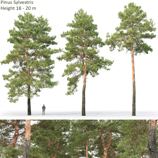Pine — Download