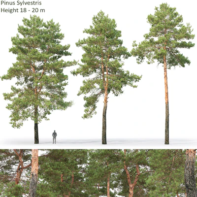 Pine — View 1