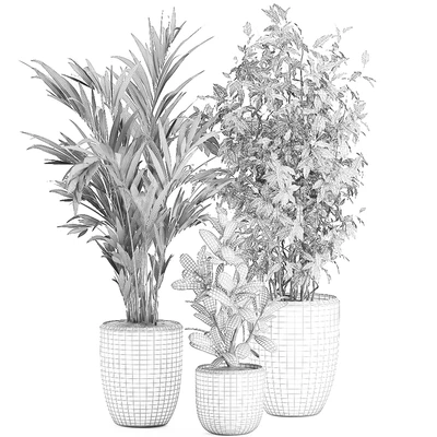 Collection of plants in black pots with Ficus benjamin, palm, hovea, neanta. Set 567. — Ver 2
