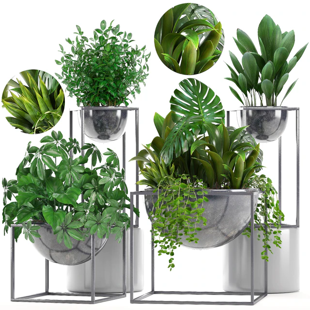 Collection of plants. Schefflera, Tradescantia, black flowerpot, loft, indoor plants, bushes — Descargar