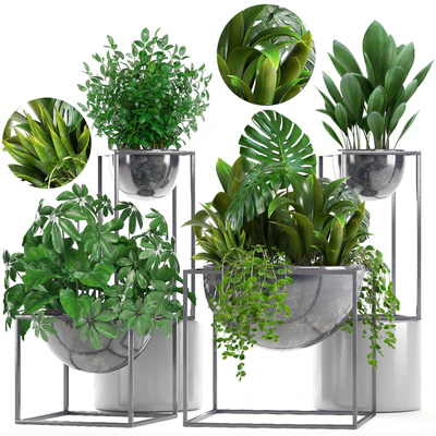 Collection of plants. Schefflera, Tradescantia, black flowerpot, loft, indoor plants, bushes — Ver 1