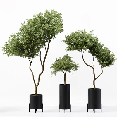 Indoor Plant 02 — Вид 1
