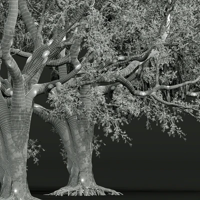 New Plant High detail Angel Oak Live Tree — Вид 2