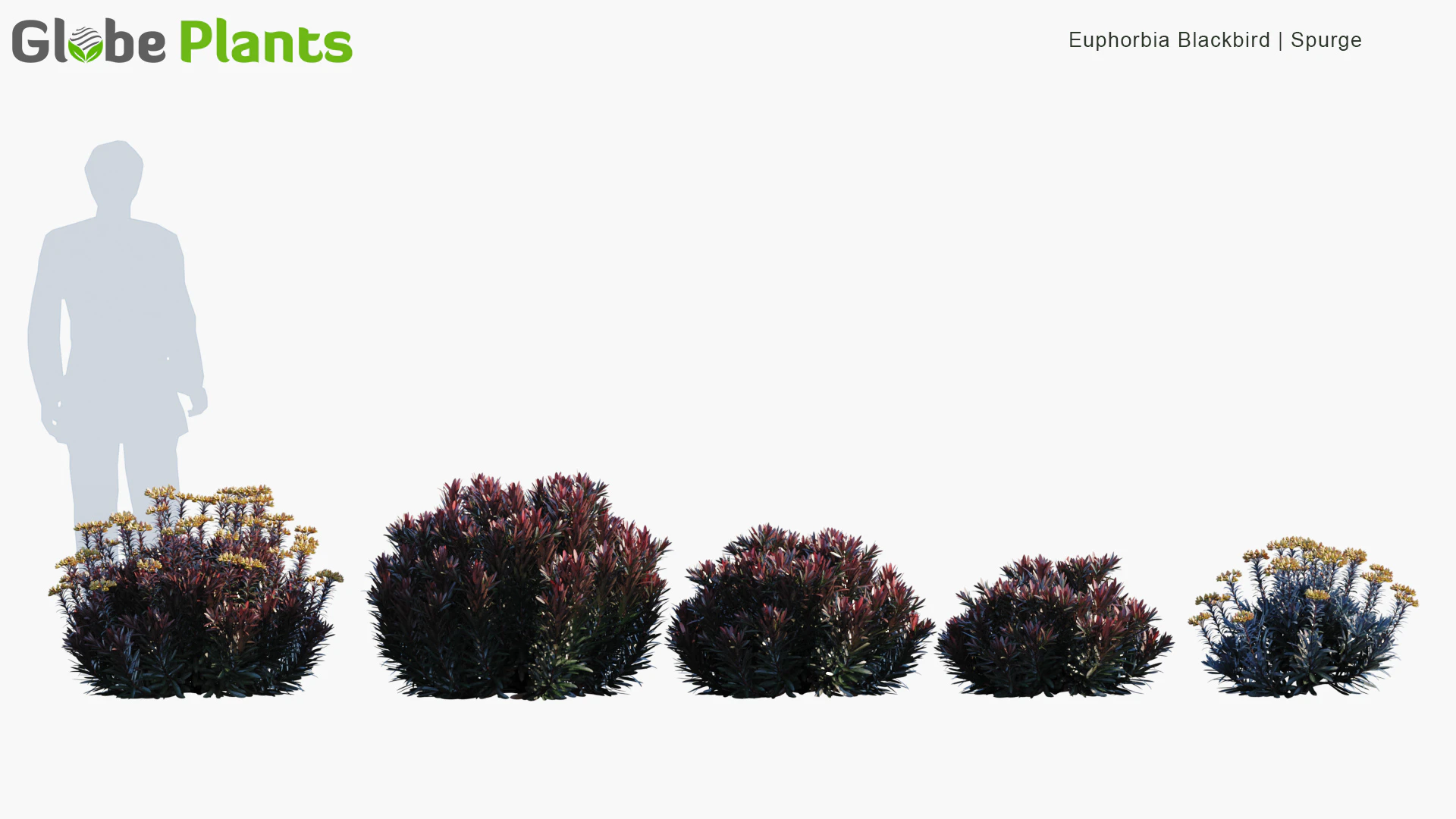 euphorbia blackbird — Скачать